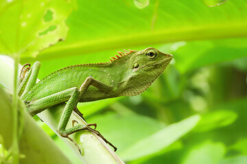 green lizard on a tree