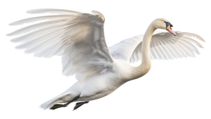 PNG Swan animal flying white.