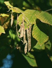 Cladrastis Lutea tree with green foliage and  husks seeds