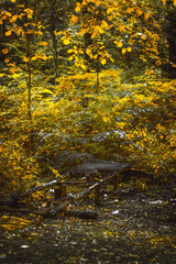 old wooden bridge in ruins, against the backdrop of bright orange and yellow leaves of trees and bushes, in an autumn forest