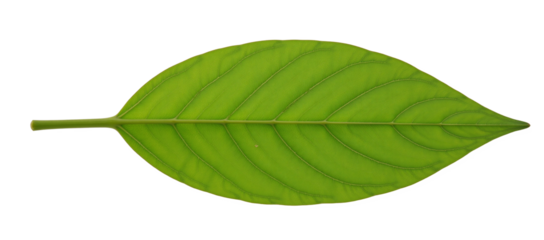 Leaf isolated as an transparent PNG file with high resolution detail