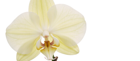 Orchid isolated as transparent PNG image