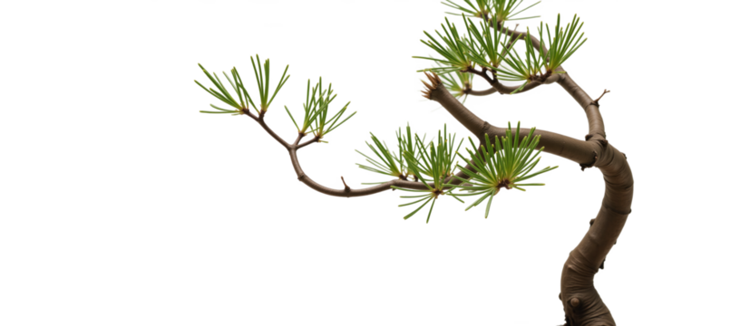 Bonsai tree depicted against an isolated transparent PNG background