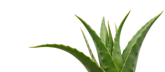 Aloevera plant rendered as an isolated high-resolution detailed image with a transparent background PNG format