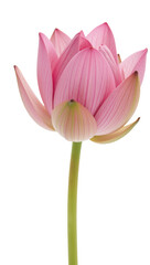Naklejka premium Isolated water lily in a transparent PNG format
