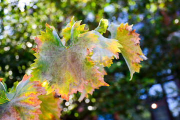 Old autumn Grape Vine leaves on the Blurred Green Background. A brunch of grape vine in the sun rays.