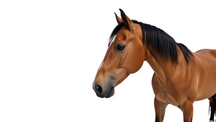 Obraz premium Horse depicted isolated against transparent PNG backdrop
