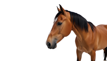 Horse depicted isolated against transparent PNG backdrop