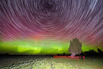 Rietekla juniper tree with colorfur northern lights and star trails.
