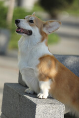 Cute welsh corgi pembroke walking in the summer park