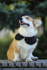 Cute fashionable welsh corgi pembroke in hat walking in the summer park