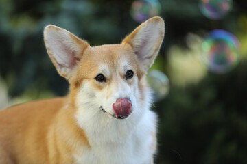 Cute welsh corgi pembroke walking in the summer park