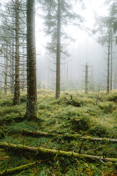 herbstlicher Wald mit Nebel und Regen