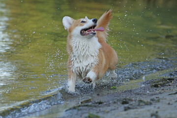 Cute pembroke welsh corgi having fun in the water on the beach 