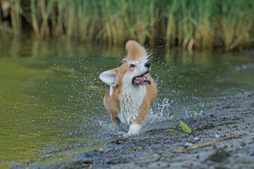 Cute pembroke welsh corgi having fun in the water on the beach 