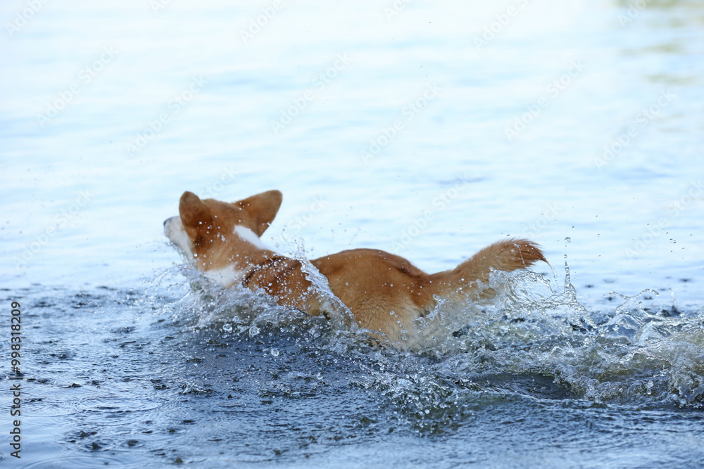 Wall mural cute pembroke welsh corgi having fun in the water on the beach