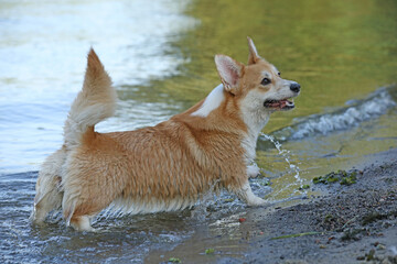 Cute pembroke welsh corgi having fun in the water on the beach 