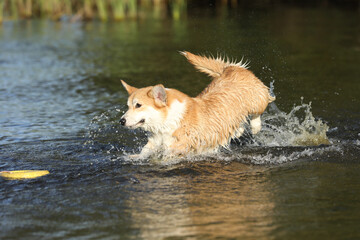 Cute pembroke welsh corgi having fun in the water on the beach 