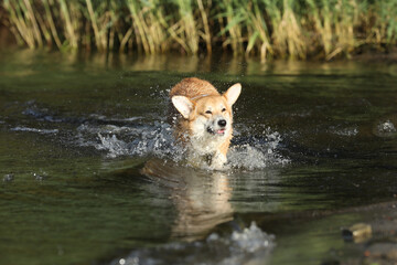 Cute pembroke welsh corgi having fun in the water on the beach 