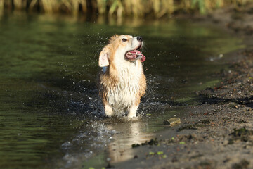 Cute pembroke welsh corgi having fun in the water on the beach 