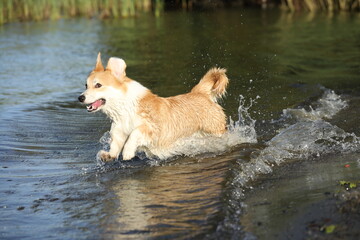Cute pembroke welsh corgi having fun in the water on the beach 