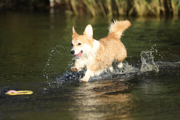 Cute pembroke welsh corgi having fun in the water on the beach 