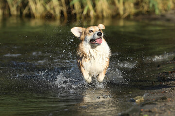 Cute pembroke welsh corgi having fun in the water on the beach 