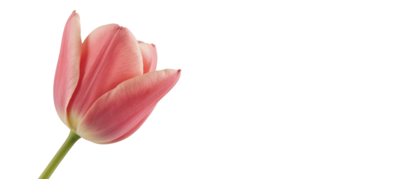Tulip isolated as a transparent PNG image