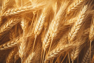 Top view of ears of wheat background