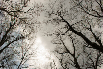 A view of a Smoky Mountain forest with bare trees reaching toward the sky, framed by distant hills and soft light.