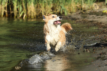 Cute pembroke welsh corgi having fun in the water on the beach 