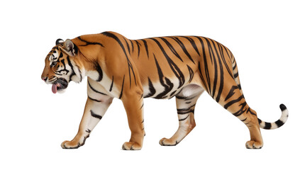 Obraz premium Tiger depicted against an isolated transparent PNG background