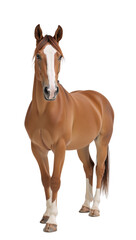 Obraz premium Horse depicted isolated against transparent PNG backdrop
