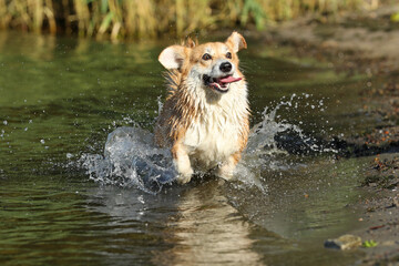 Cute pembroke welsh corgi having fun in the water on the beach 