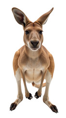 Obraz premium Kangaroo displayed in an isolated transparent PNG format