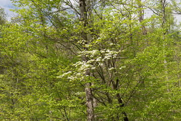 Fototapeta premium Beautiful forest scene with a blooming tree in the foreground, showcasing white blossoms surrounded by lush green foliage in the Smoky Mountains