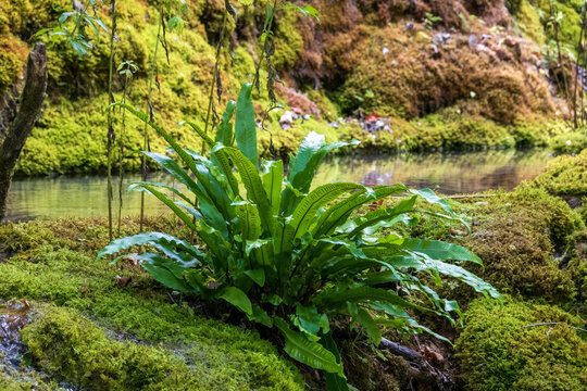 A hart's-tongue fern, Asplenium scolopendrium, in a fairylike green setting in the French Jura,  near Bourg le Sirod