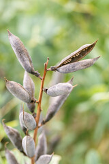 Ripe Seed Capsules Of Baptisia Australis