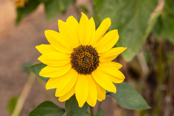 Pretty Yellow Sunflower