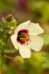 Beautiful White Malva