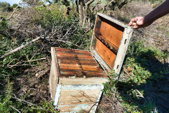 Antigua colmena de abejas de madera, abandonada en un entorno natural y desgastada por la intemperie. Rodeada de arbustos y matorrales.