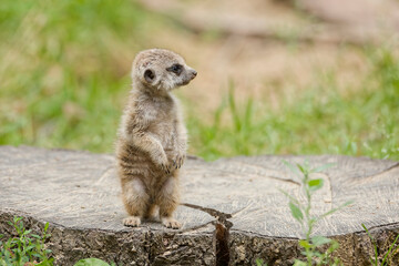 close-up of a young meerkat in its natural habitat