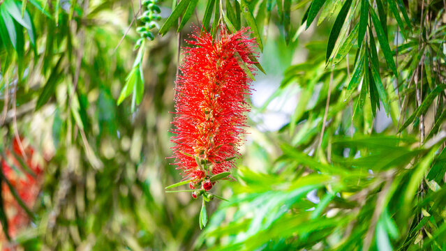 Melaleuca leucadendra (Kayu putih, Melaleuca leucadendron, weeping paperbark, long-leaved paperbark, white paperbark, cajuput oil) plant. This plant is used to treat respiratory infections.