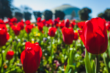 tulips flowers  in the garden