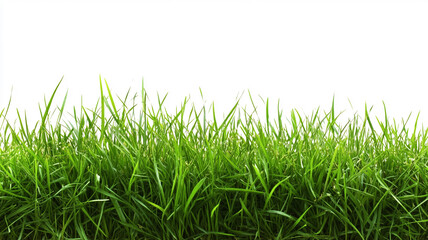 Fototapeta premium Green grass isolated on a white background