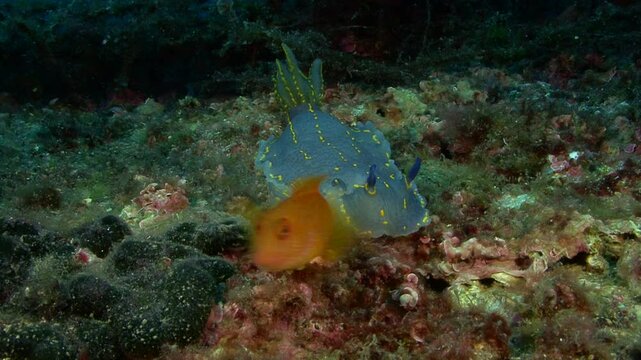 Side view of the curved body of a giant Doris or Hypselodoris elegans, a Mediterranean nudibranch species that can reach up to 20 cm in length. Check my portfolio for more footage of this species.