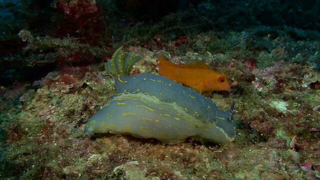 A side view of a giant Doris, or Hypselodoris elegans, from the nudibranch family, reaching up to 20 cm in length. Filmed on a Mediterranean reef. Check my portfolio for more nudibranch footage.
