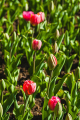 Naklejka premium tulips flowers in the garden