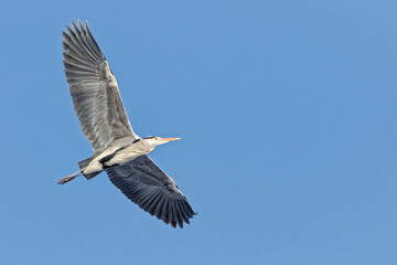 Grey heron (Ardea cinerea) flying against blue sky, large wading bird in flight