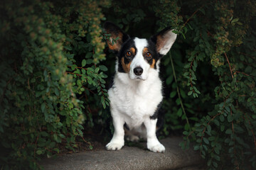 tricolor cardigan welsh corgi dog posing in a green bush outdoors in summer
